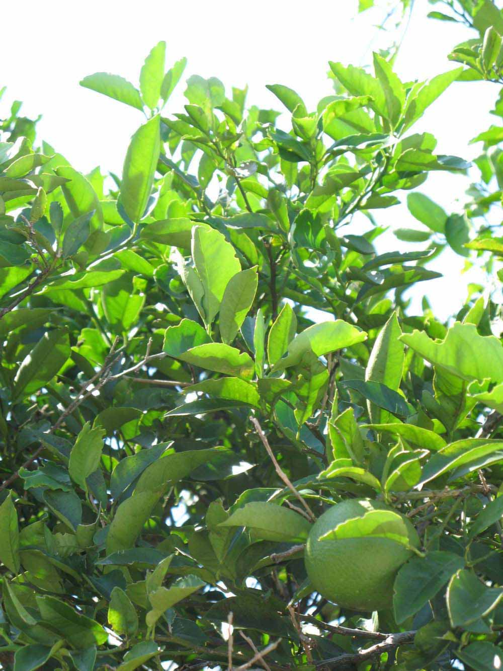              Sun leaves (Winter Haven, FL)       